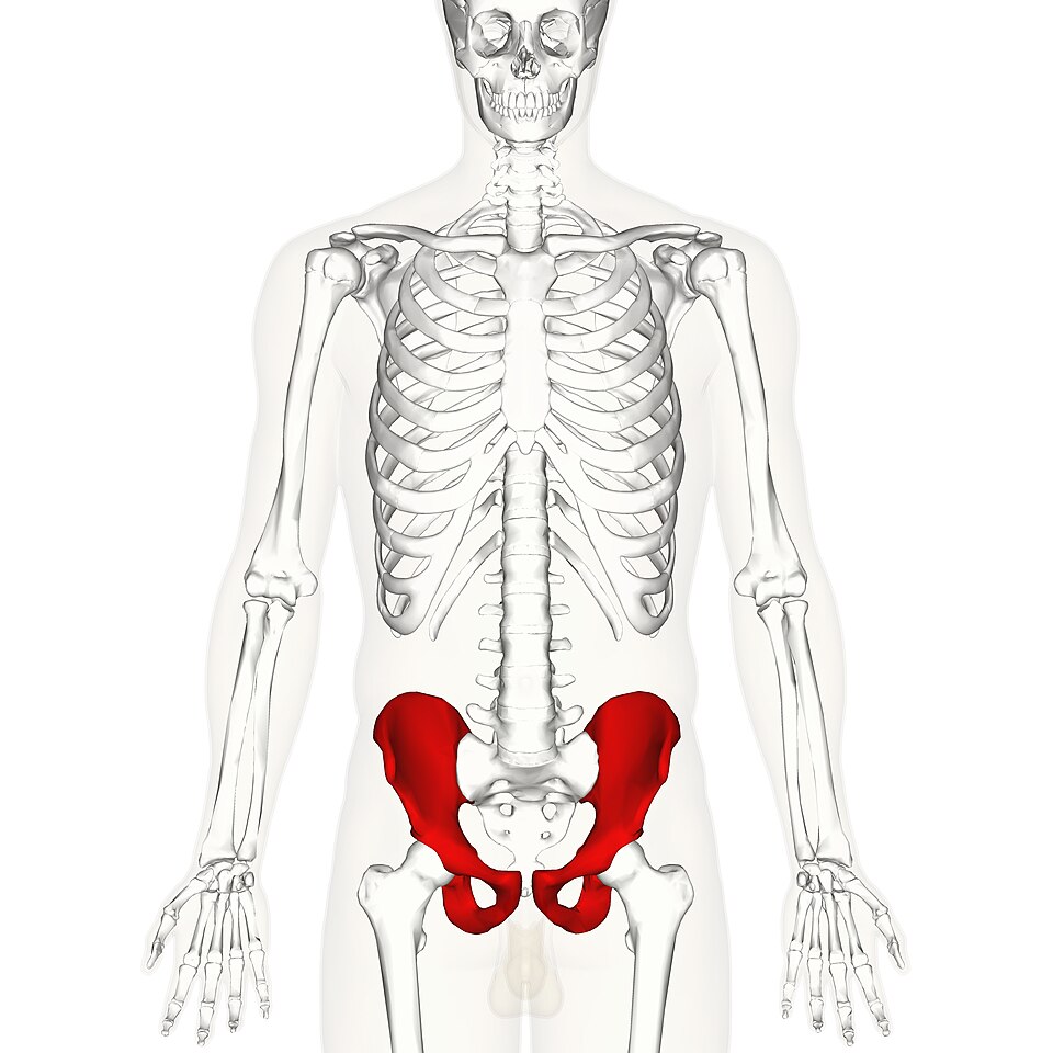 核心训练和腹肌训练是一个东西吗？